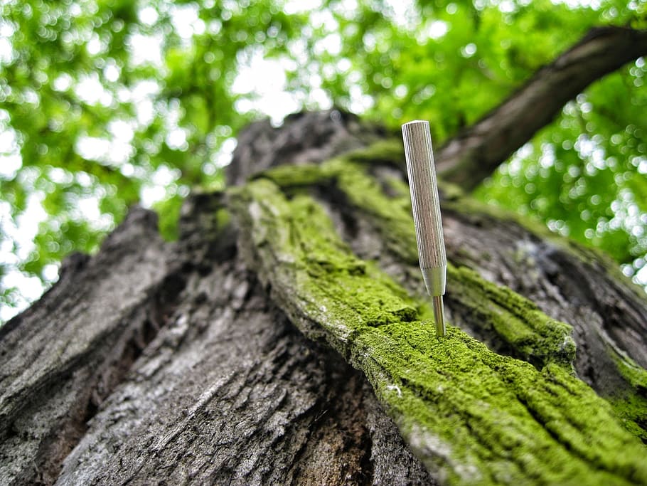pin on bark, tree, still life, background, nature, macro, composition, stick, screwdriver, bark