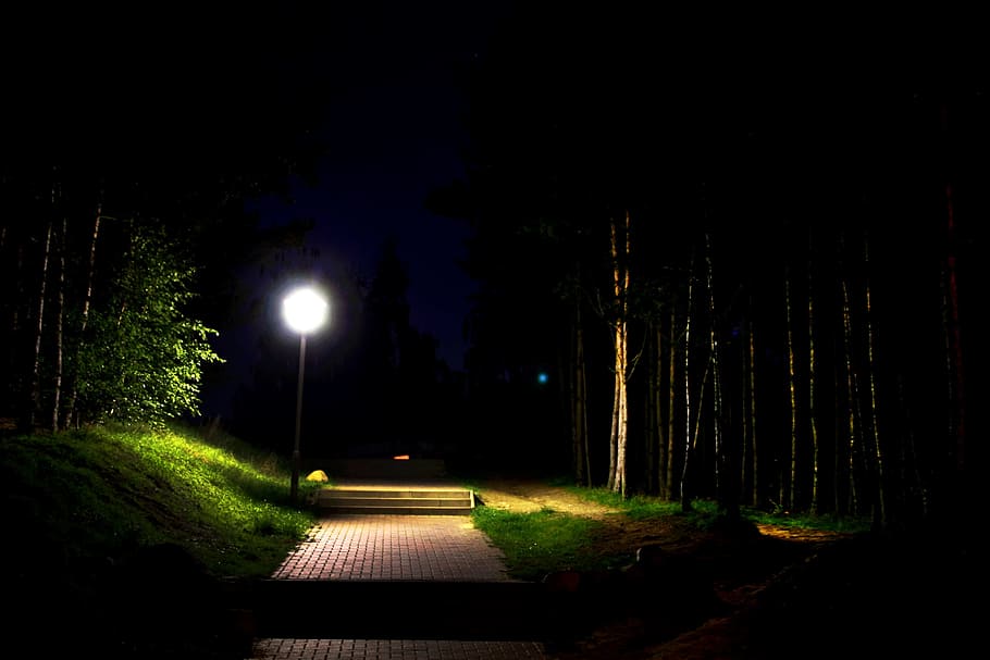 pathway, green, leafed, tree, nighttime, Gloomy, Moonlight, Night, Mysterious, darkness