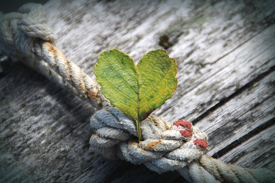 heart, leaf, rope, dew, knot, wood, plant, love, tree, planks