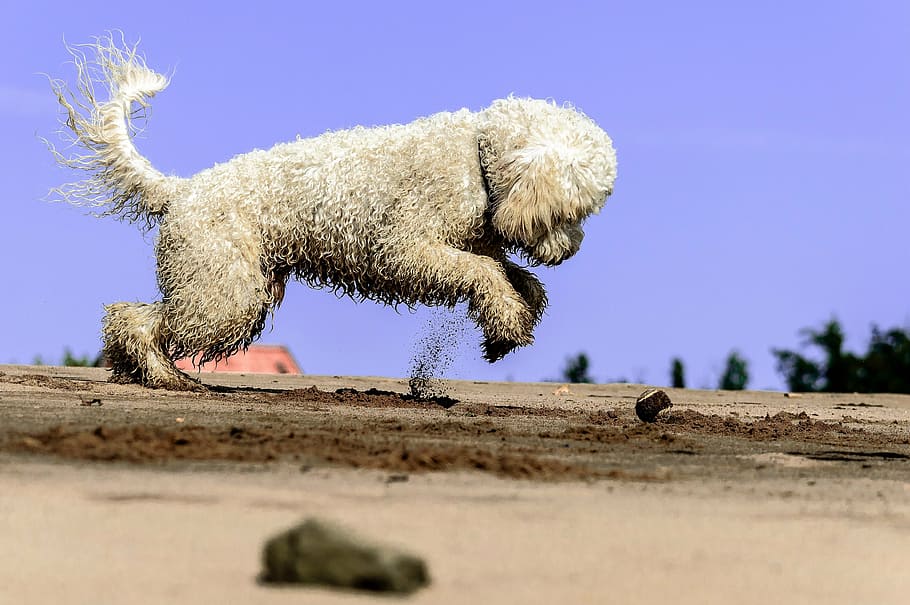 white, dog, digs, soil, golden doodle, play, water, animal, beach, on the water