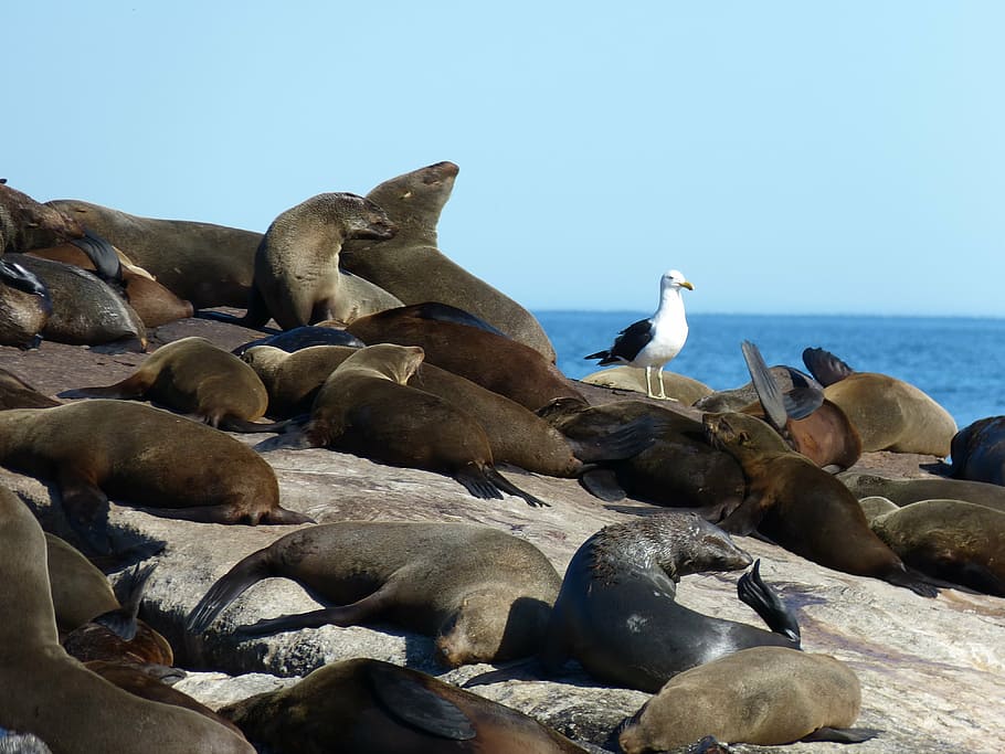 south africa, robbe, seals, mammal, hout bay, cape peninsula, nature, ocean, pelzrobbe, cape