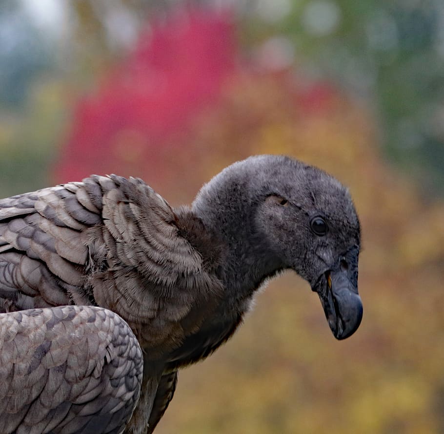 Bebe Condor Buitre Condor Carrona Depredador Rapaz Carronero Carnivoro Pajaro Al Aire Libre Pxfuel