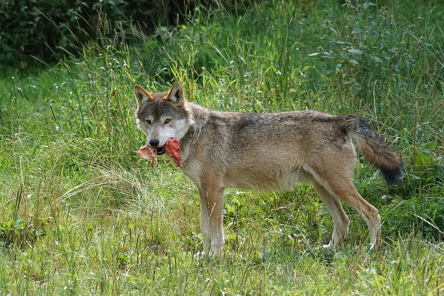 Wolf, Predator, Food, Carnivores, pack animal, attention, alpha dog, black forest park, löffingen, wildlife photography