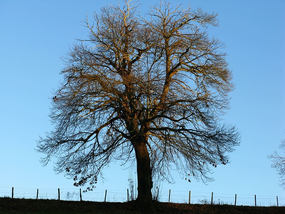 árbol, castaño, invierno, sin follaje, naturaleza, cielo, al aire libre, azul, planta, cielo despejado