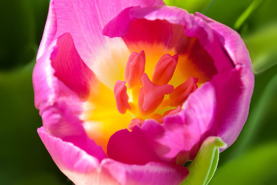 tulip, musim semi, makro, cap, benang sari, alam, bunga, schnittblume, mekar, tanaman