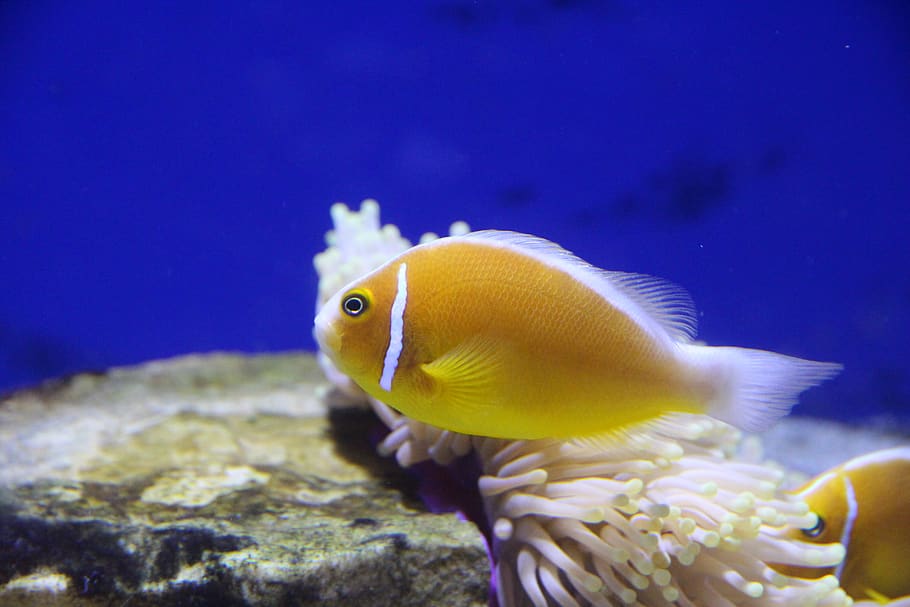 amfiprion, clown fish, pink clown, fish, aquarium, undersea world, animals, blue background, zoo, amphiprion perideraion