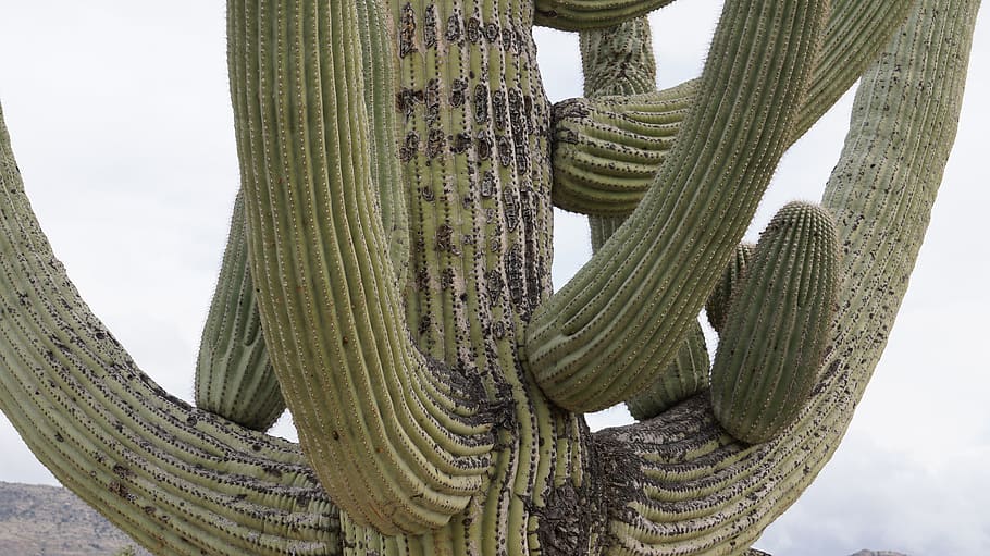 cactus, arizona, tucson, cactus garden, nature, succulent plant, sky, day, plant, green color