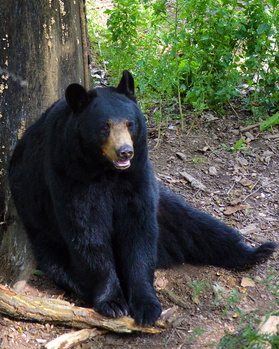 grizzly, bear, forest, american black bear, sitting, mammal, fur, wildlife, wild, nature