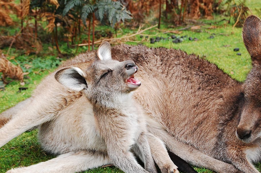 canguru, canguru bebê, reclinável, chão, joey, wallaby, bebê, bonito, bolsa, mãe