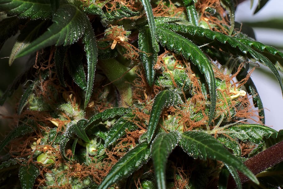 Plant, Hemp, Blossom, Bloom, Cannabis, uruguay, green color, leaf, nature, close-up