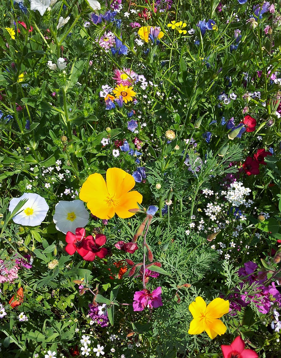 Flor, prado, amarillo, naturaleza, prado de flores, flores, flores variadas, abejas, verano, colorido