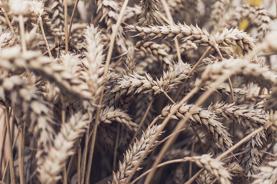 selectivo, fotografía de enfoque, marrón, hojeado, planta, hierba, trigo, cereal, grano, nutrición