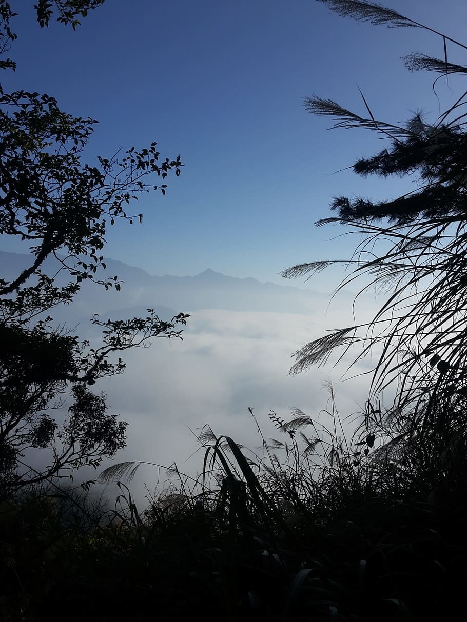 Vistas, árboles, alpinista, Morning News, caro, niebla, neblina, silueta, naturaleza, nadie