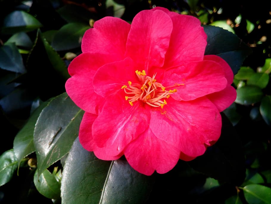 Camellia Japonica, Shrub, camellia, ornamental, flower, flower garden, plant, decoration, ornamental plants, petal