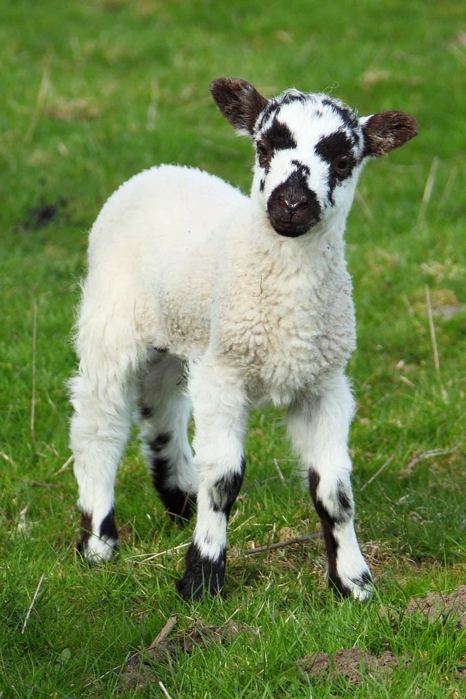 foto, blanco, oveja cabra, tierra de hierba, animal, bebé, lindo, campo, hierba, cordero