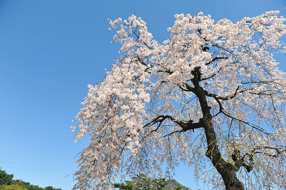cherry blossom, spring, sky, blue sky, forbidden city, tree, plant, blossom, branch, springtime