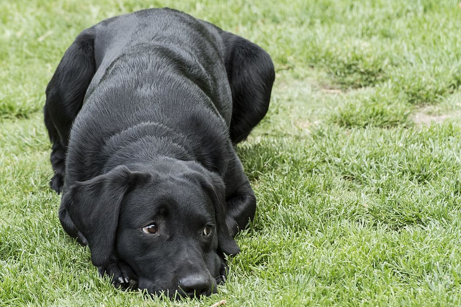 adult, black, labrador retriever, laying, green, grass, labrador, retriever, puppy, dog