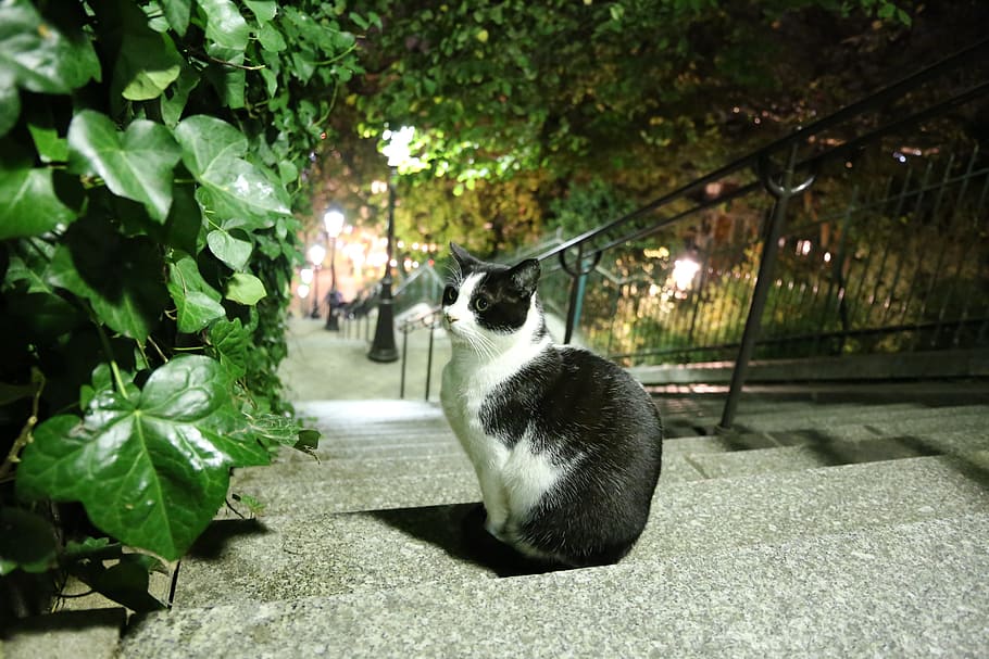 кошка, лестница, Париж, черный, белый, милый, сидящий, домашнее животное, пушистый, животное