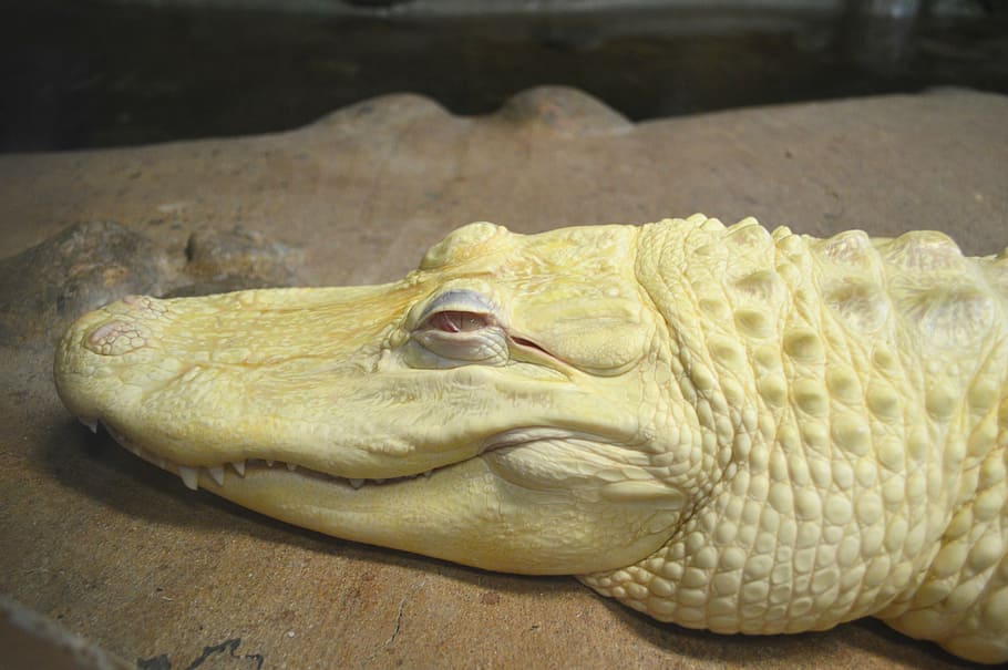 alligator, albino, zoo, white, reptile, animal, nature, scaly, skin, rare