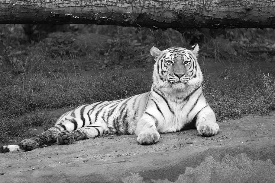 tiger, amurtiger, siberian tiger, big cat, cat, zoo, carnivores, predator, feline, animal