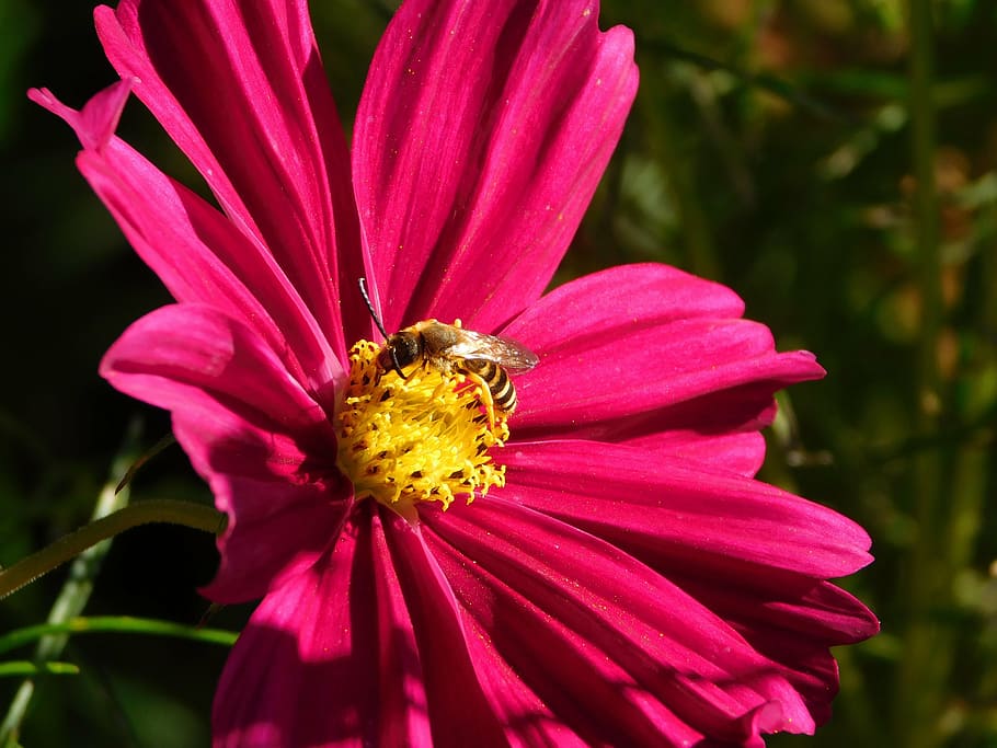 avispa como, avispas similares a, insecto, espolvorear, polinización, recolectar polen, polen, naturaleza, cerrar, flor rosa