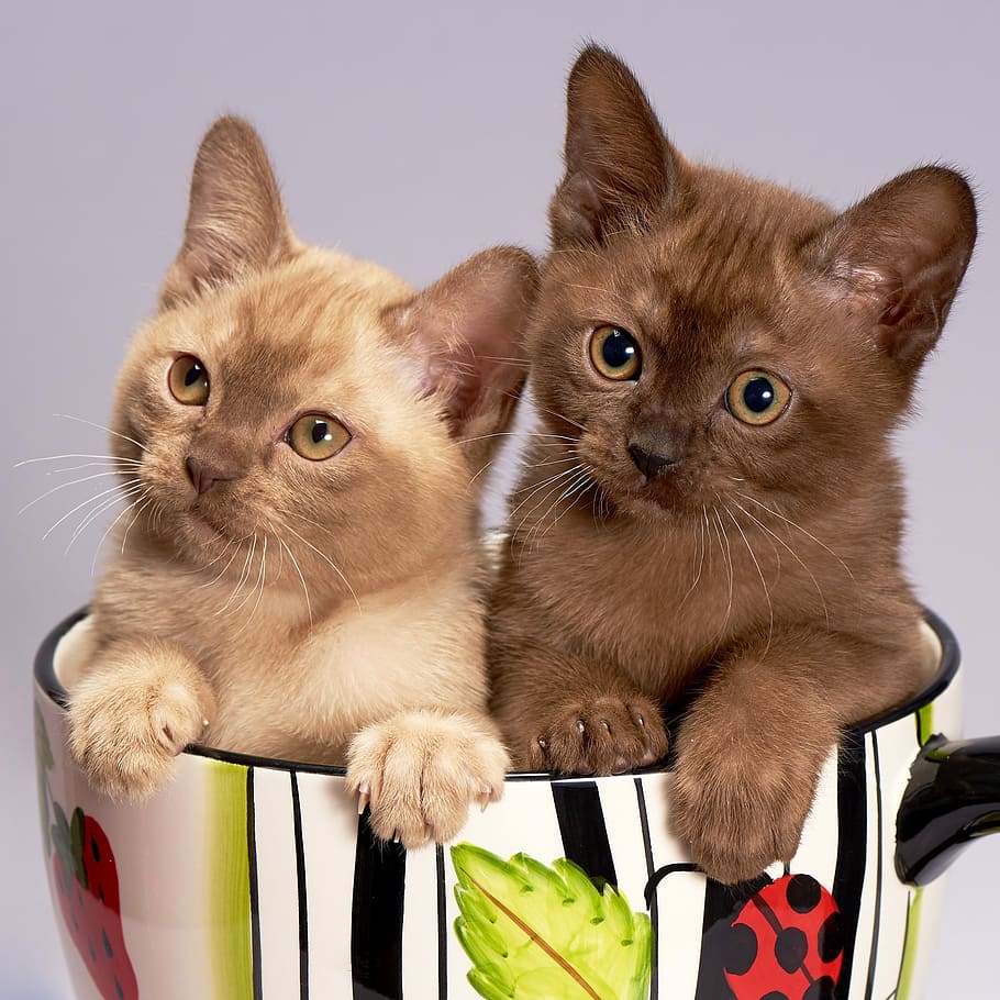 dois, marrom, gatinhos, sentado, dentro, cerâmica, caneca, gato, gatinho, bonito