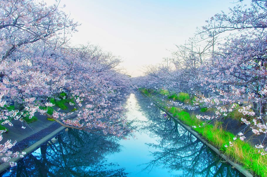 cherry, blossom, tree, body, water, japan, yoshino cherry tree, flowers, spring, pink