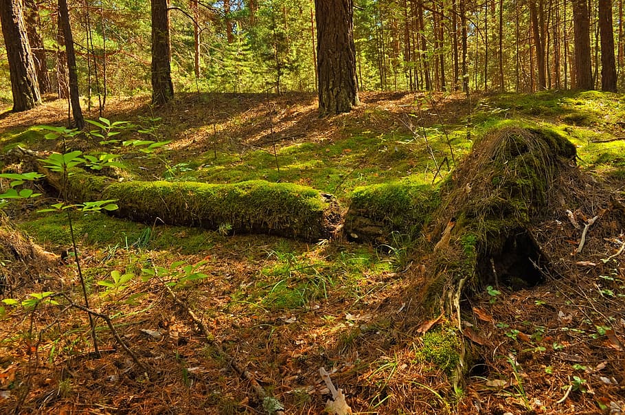 forest during daytime, trees, forest, nature, pine, moss, old, fallen, log, tree