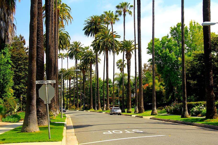 California Tree Plant Palm, Green Tree Landscaping Los Angeles