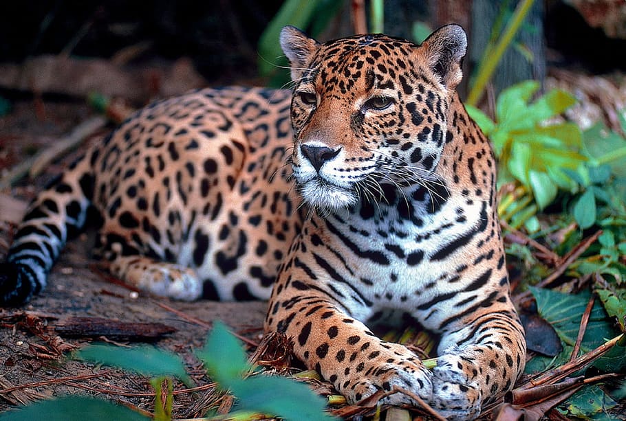 leopard, sitting, green, leafy, plant, jaguar, big cat, carnivore, feline, resting