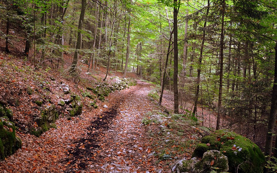 trail, forest, excursion, tree, autumn, the european path, e5, lessinia, italy, land
