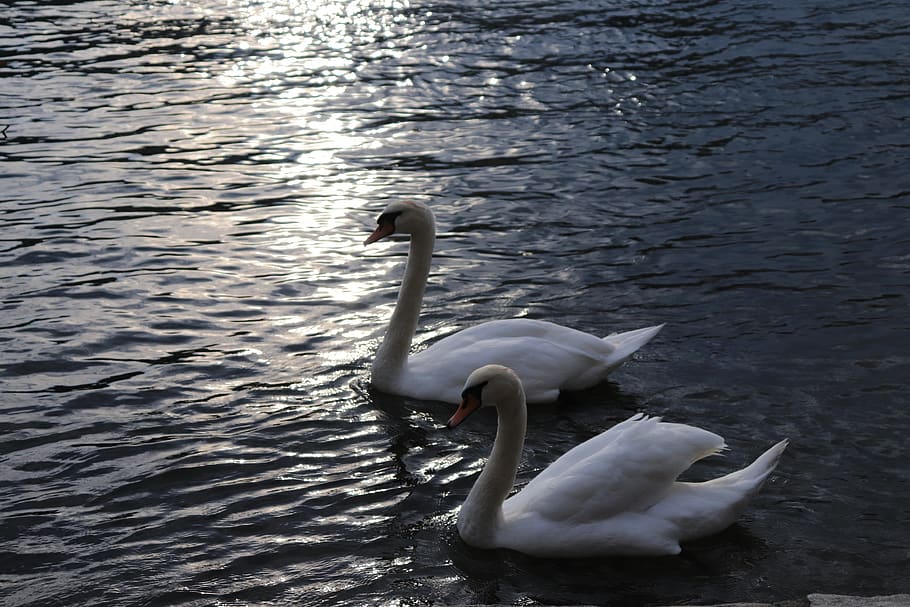 swan, river, water, nature, animal, bird, white, lake, pride, elegant
