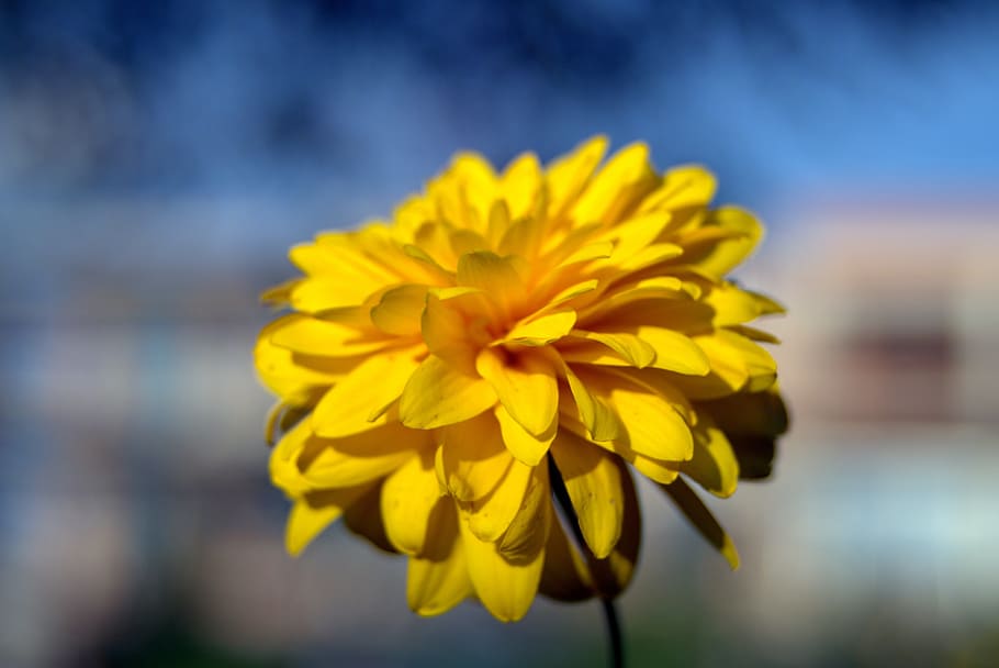 Kuning, Bunga, Empedu, bunga kuning, kelopak, banyak serpih, biru, langit, mekar, closeup