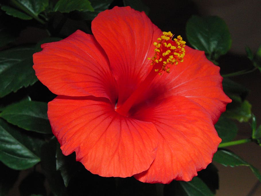 hibiscus, blossom, bloom, plant, marshmallow, mallow, red, flower, fragility, petal