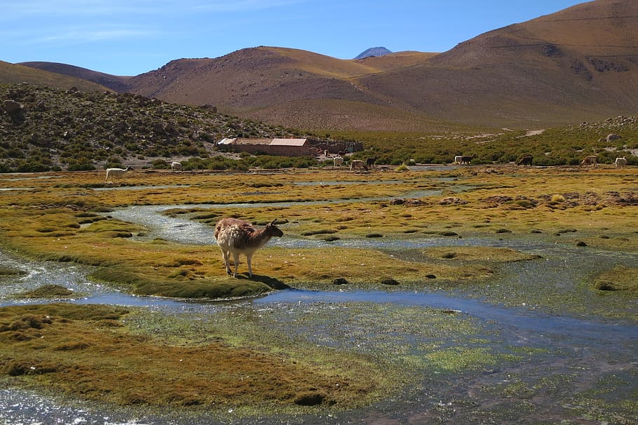 llama, alpaca, atacama desert, oasis, nature, wilderness, chile, geyser el tatio, animals, country