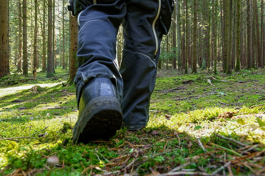 shoe, run, forest floor, work, moss, trees, feet, active, leisure, pants