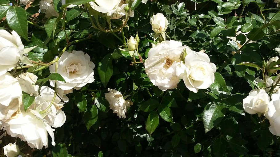 white roses, rose bush, garden, spring, summer, plant, floral, gardening, flowering plant, flower
