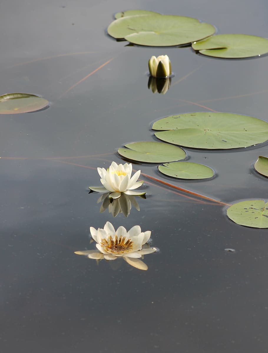 waterlily, kelluvalehtinen, water plant, nymphaea candida, lake, lily pad, water lily flower, water, water Lily, nature