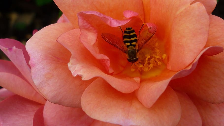 rose, flower, blossom, bloom, apricot-colored, wasp, garden, october, flowering plant, petal