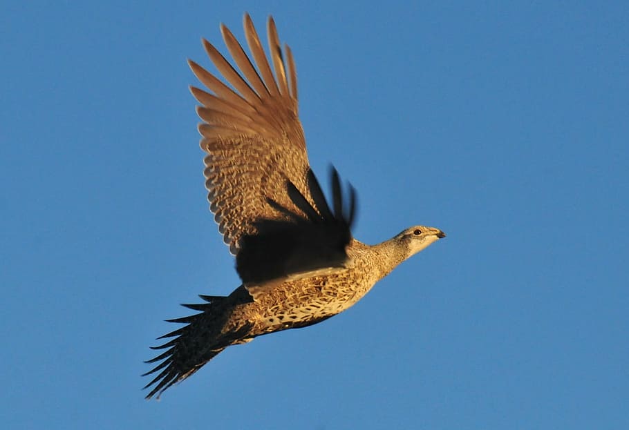 urogallo mayor, vuelo, retrato, pájaro, salvaje, naturaleza, vida  silvestre, cielo, alas, aire libre | Pxfuel