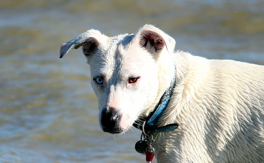 dog, water, play, beach, sea, lake, water dog, fun, dog training, cooling