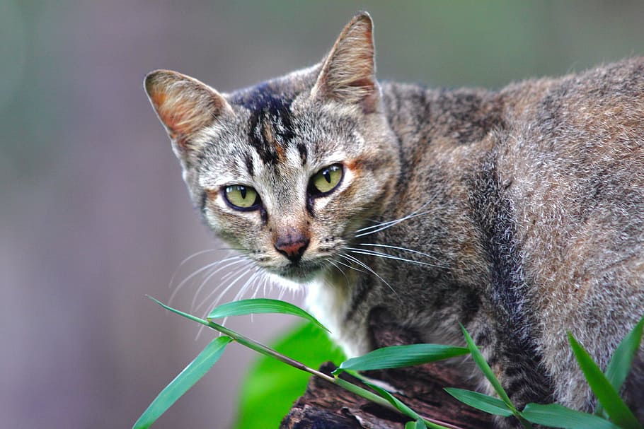 brown tabby cat, green, leaf, plant, outdoor, cat, pet, animal, domestic cat, pets