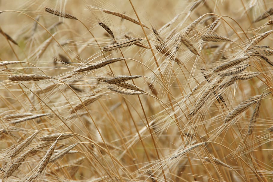 wheat field, daytime, einkorn, grain, field, einkorn wheat, nature, food, agriculture, cereal