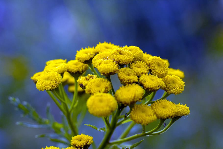 plant, flowers, yellow, field, evening, macro, close-up, tansy, asteraceae, tanacetum