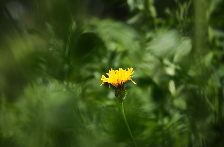 flor, foco, amarelo, contraste, centro, destacando, único, anders, planta, planta com flor