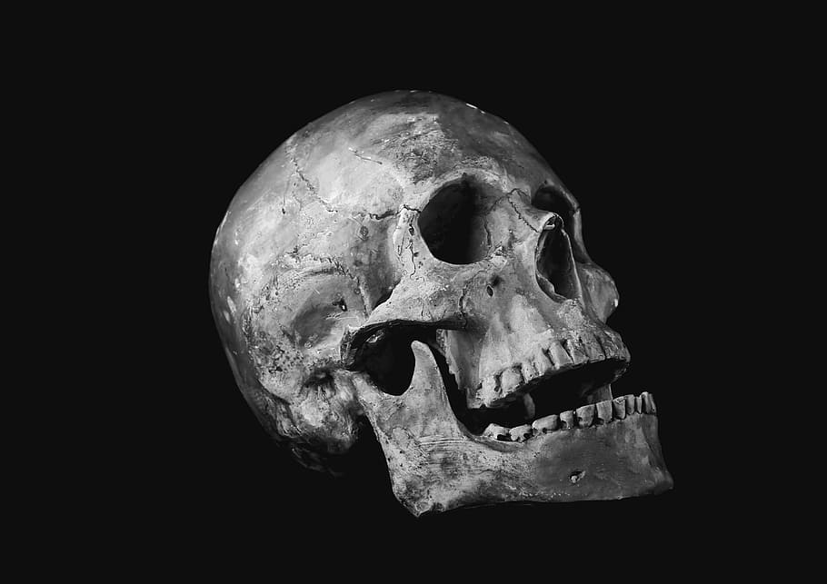 foto en escala de grises, humano, cráneo, impotencia, hueso, cráneo humano, hueso humano, halloween, muerte, esqueleto humano