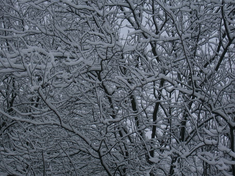 wood, branches, snow, snowy, white, winter, trees, wintery, tree, nature