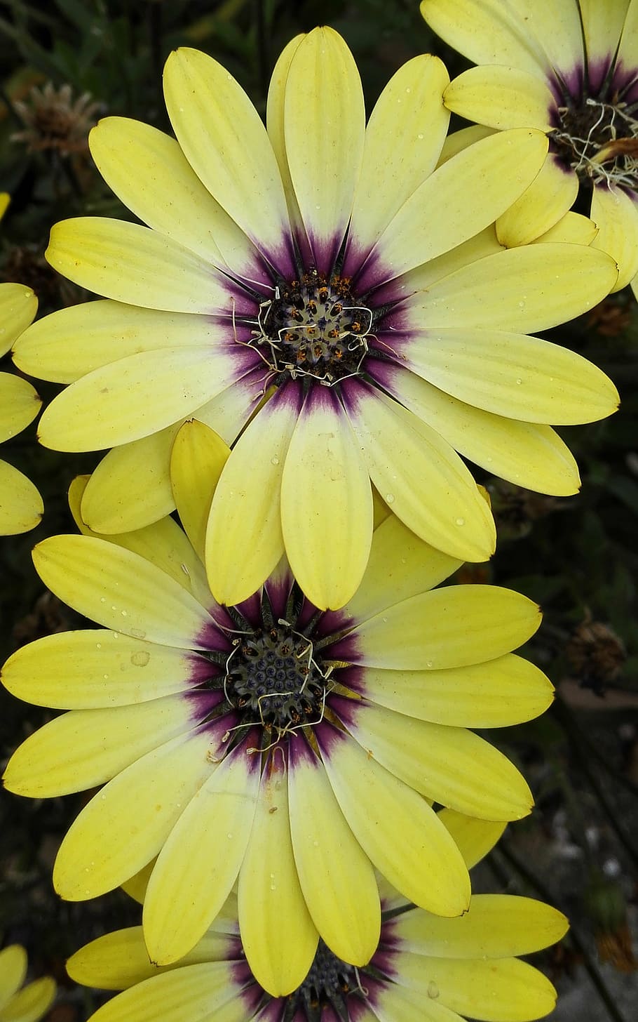 african daisy, flower, yellow, nature, plant, summer, petal, close-up, flowering plant, vulnerability