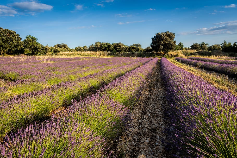 levandula, field, purple, levandulové field, country, southern france, flowers, plant, flower, growth