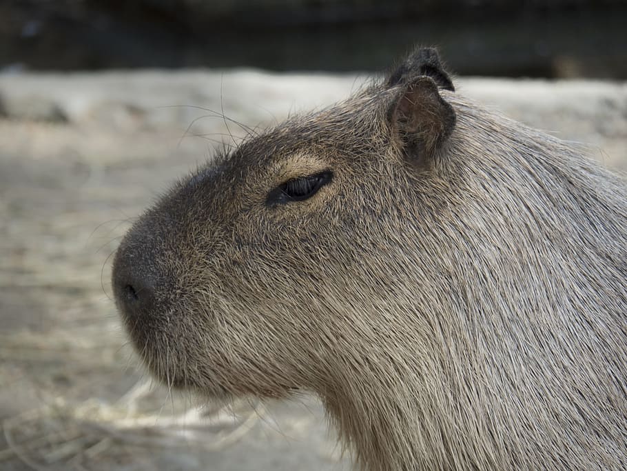 Capybara, Rodent, Giant, rodent giant, take it easy, invader, animal, wild, fauna, hairy